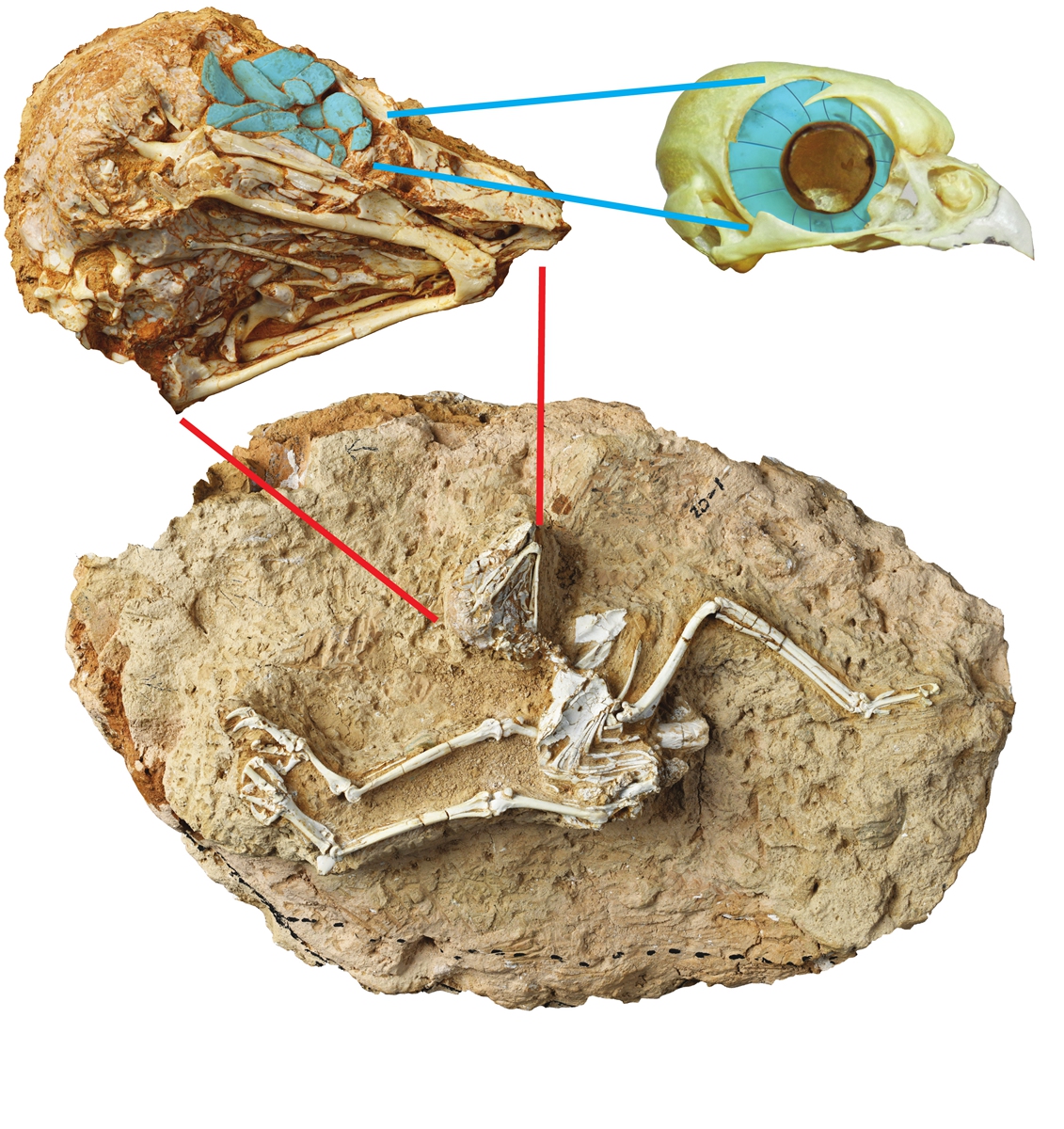 A well-preserved fossil of an owl found in China's Qinghai-Xizang Plateau  Photo: Courtesy of Institute of Vertebrate Paleontology and Paleoanthropology of the Chinese Academy of Sciences
