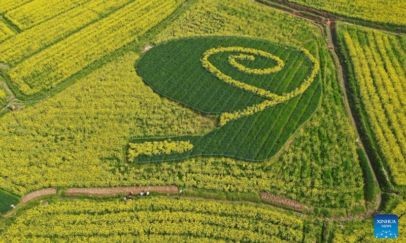 Aerial photo taken on March 28, 2022 shows the scenery of a cole flower field in Gaochun District of Nanjing, east China's Jiangsu Province.(Photo: Xinhua)