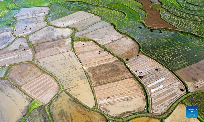Aerial photo taken on March 28, 2022 shows farmers working in rice paddy fields in Zhangwufang Village, Baimadu Township, Daoxian County of Yongzhou City, central China's Hunan Province.(Photo: Xinhua)