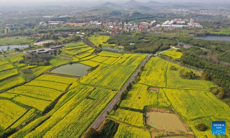 Aerial photo taken on March 28, 2022 shows the scenery of a cole flower field in Gaochun District of Nanjing, east China's Jiangsu Province.(Photo: Xinhua)