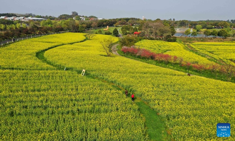 Aerial photo taken on March 28, 2022 shows the scenery of a cole flower field in Gaochun District of Nanjing, east China's Jiangsu Province.(Photo: Xinhua)