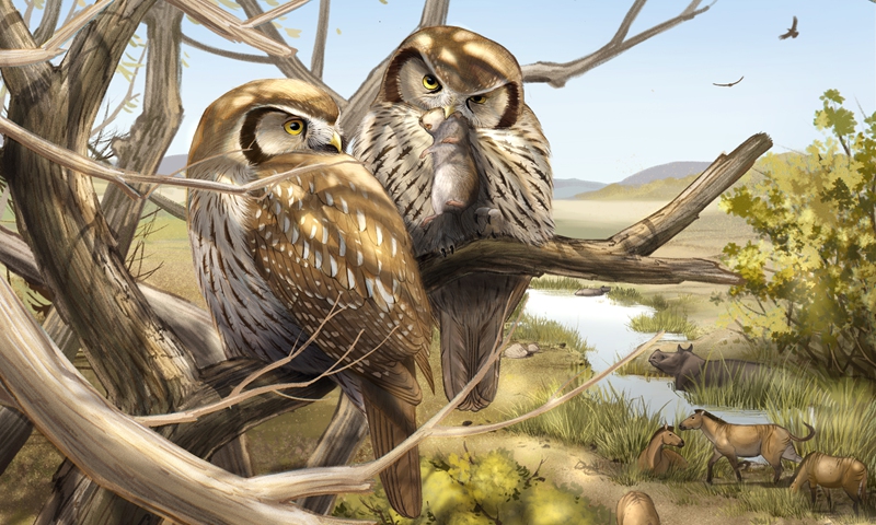 Restoration image of an extinct owl living in China's Qinghai-Xizang Plateau 6 million years ago Photo: Courtesy of the Institute of Vertebrate Paleontology and Paleoanthropology of the Chinese Academy of Sciences