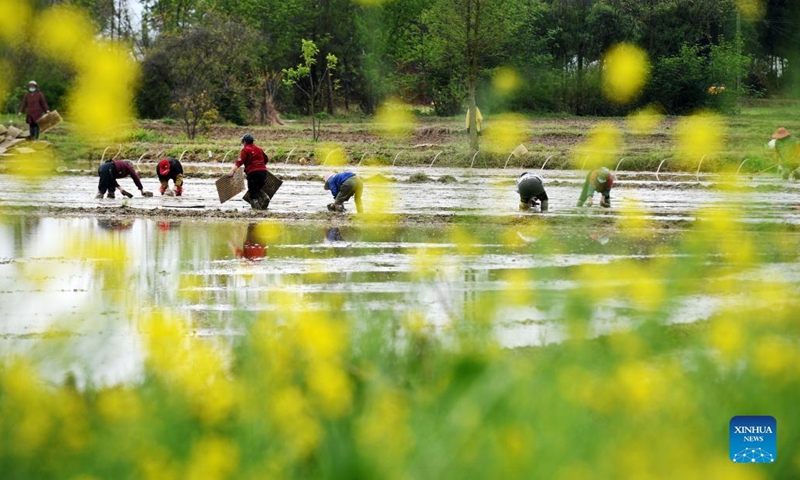 Farmers work in a rice paddy field in Longshan Village, Xiushi Township, Fengcheng City of east China's Jiangxi Province, March 28, 2022.(Photo: Xinhua)