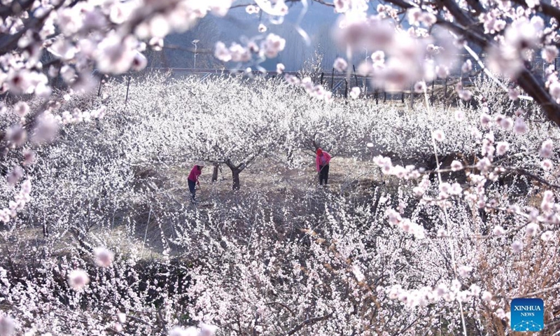 Farmers work in the field in Taohuayu Village, Yuezhuang Township, Yiyuan County of Zibo City, east China's Shandong Province, March 28, 2022.(Photo: Xinhua)