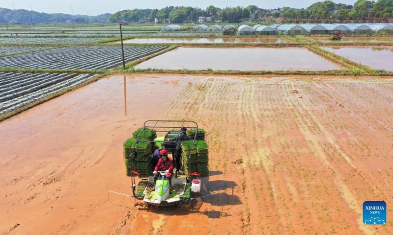 Aerial photo taken on March 28, 2022 shows farmers working in a rice paddy field in Longfu Village, Longfu Township of Liuyang City, central China's Hunan Province.(Photo: Xinhua)