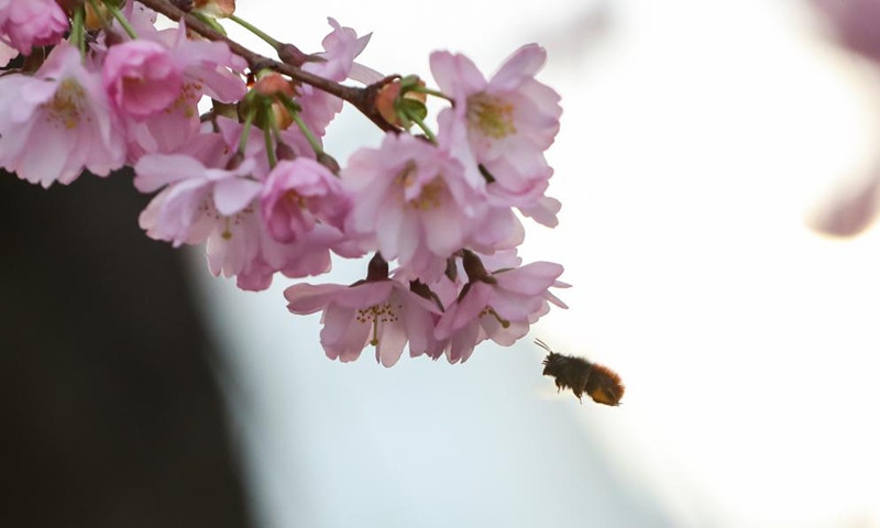 A bee collects pollen from a blooming cherry tree in Berlin, capital of Germany, March 29, 2022. (Photo: Xinhua)