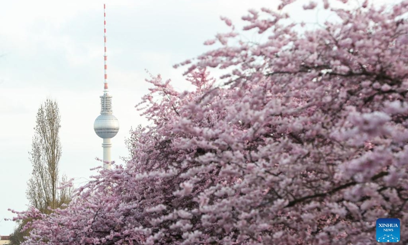 Cherry blossoms are pictured on a street in Berlin, capital of Germany, March 29, 2022.(Photo: Xinhua)