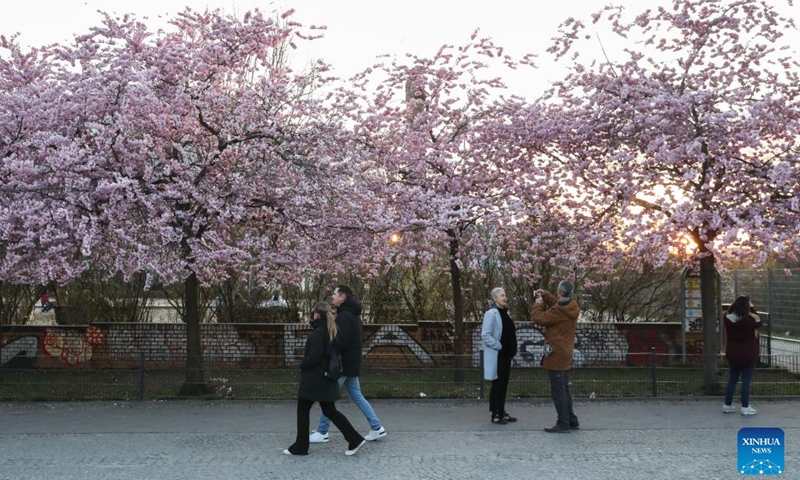 People walk on the street flanked by blooming cherry trees in Berlin, capital of Germany, March 29, 2022.(Photo: Xinhua)