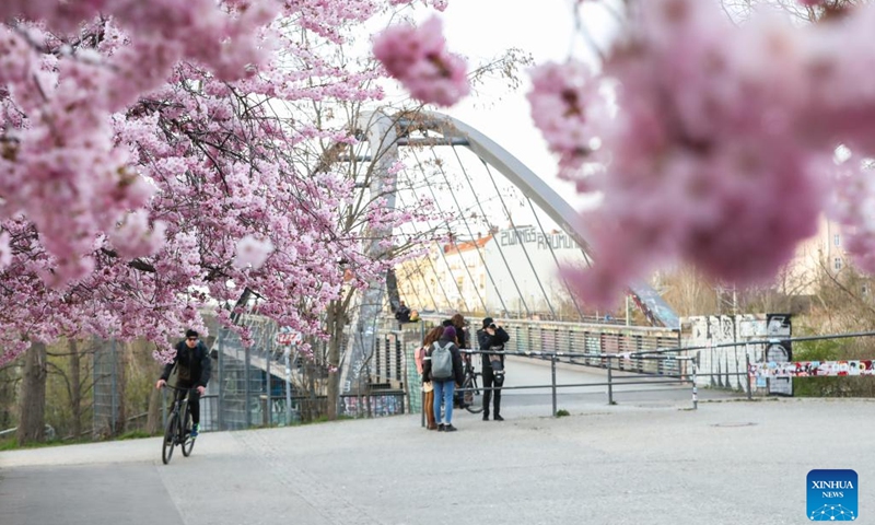 Cherry blossoms are pictured on a street in Berlin, capital of Germany, March 29, 2022. (Photo: Xinhua)