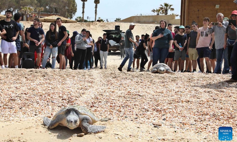 People look on as loggerhead sea turtles are released into the Mediterranean Sea at the Palmachim beach near central Israeli city of Rishon Letzion, March 29, 2022.(Photo: Xinhua)