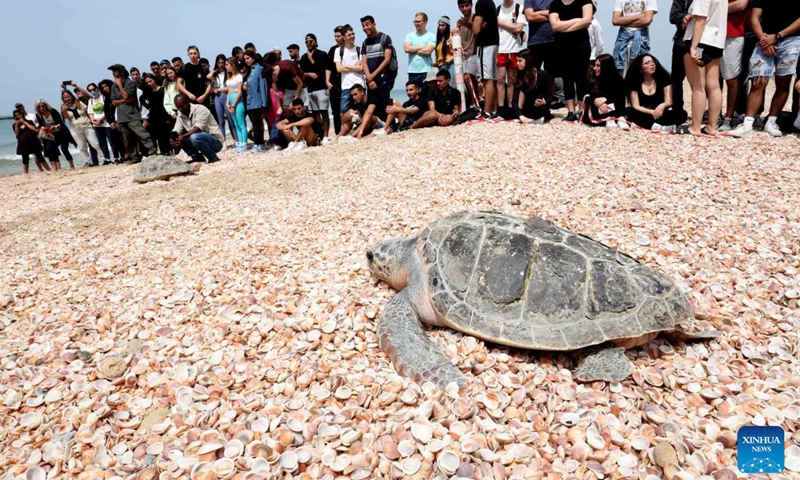 People look on as loggerhead sea turtles are released into the Mediterranean Sea at the Palmachim beach near central Israeli city of Rishon Letzion, March 29, 2022.(Photo: Xinhua)
