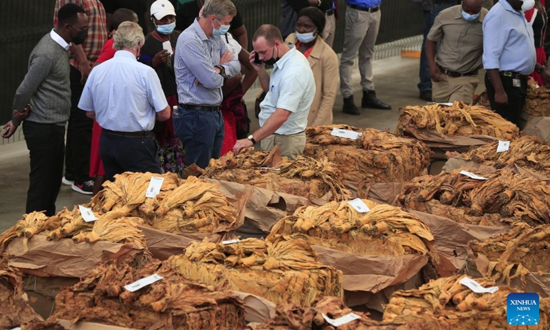 Buyers examine tobacco leaves on the opening day of Zimbabwe's tobacco auction season at Tobacco Sales Floor in Harare, Zimbabwe, on March 30, 2022.(Photo: Xinhua)