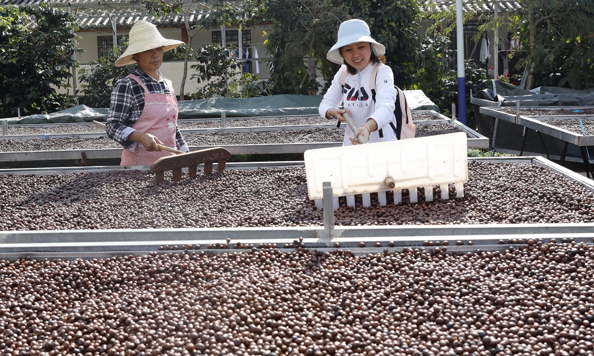 Tourists experience the process of drying coffee beans at a coffee manor in Pu'er City, Yunnan Province on December 18, 2021. Photo: IC