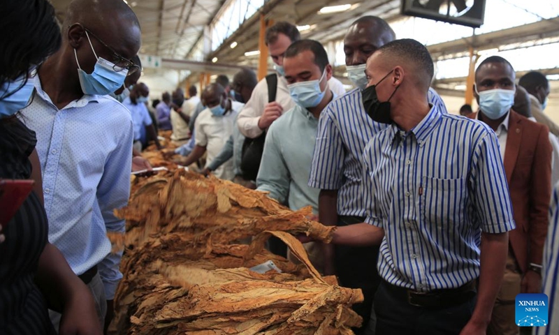 An auction floor employee shows tobacco leaves to buyers on the opening day of Zimbabwe's tobacco auction season at Tobacco Sales Floor in Harare, Zimbabwe, on March 30, 2022.(Photo: Xinhua)