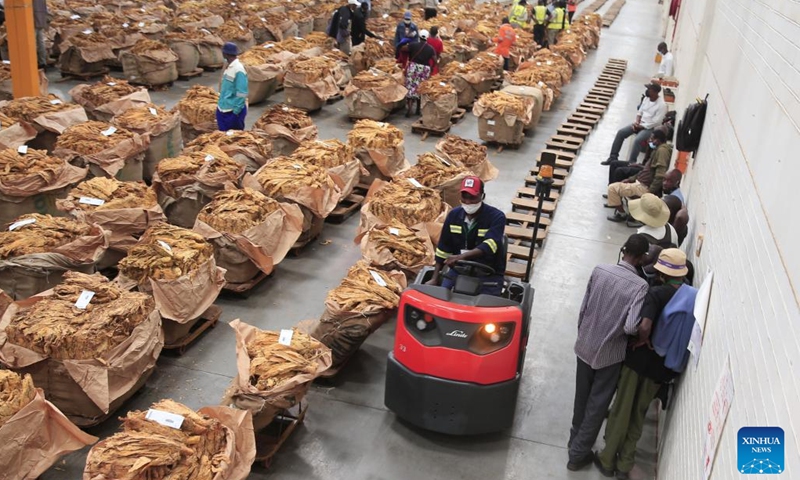People work at Tobacco Sales Floor on the opening day of Zimbabwe's tobacco auction season in Harare, Zimbabwe, on March 30, 2022.(Photo: Xinhua)