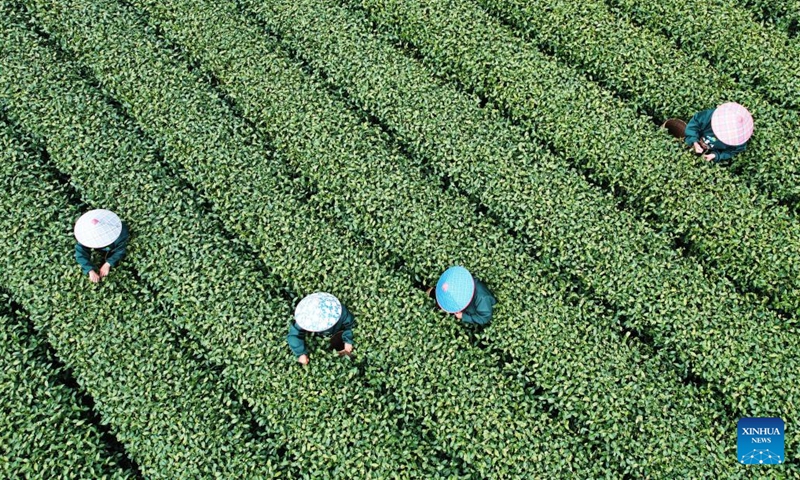Aerial photo taken on March 30, 2022 shows farmers picking tea leaves at a tea garden in Hangzhou, east China's Zhejiang Province. Traditionally, Chinese value tea made from the very first tea sprouts in spring that should be picked up before Qingming Festival, which falls on April 5 this year.(Photo: Xinhua)