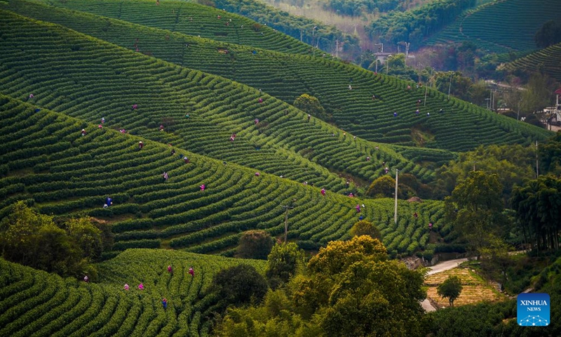 Photo taken on March 29, 2022 shows farmers picking tea leaves at a tea garden in Huzhou, east China's Zhejiang Province. Traditionally, Chinese value tea made from the very first tea sprouts in spring that should be picked up before Qingming Festival, which falls on April 5 this year.(Photo: Xinhua)