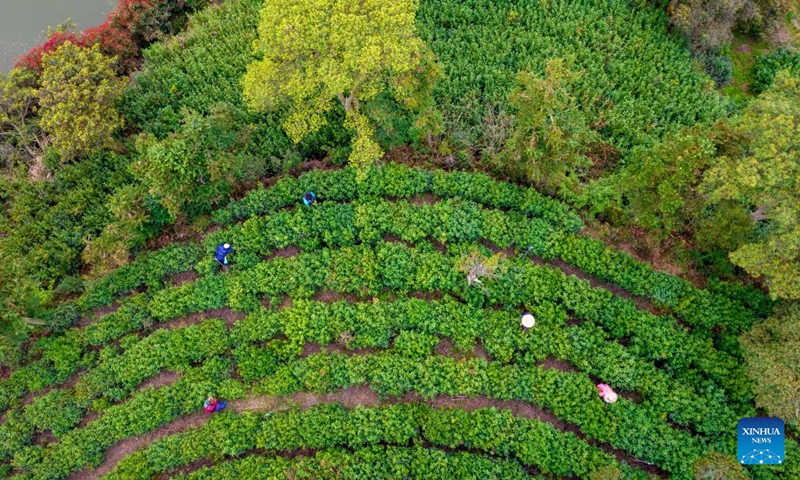 Aerial photo taken on March 30, 2022 shows farmers picking tea leaves at a tea garden in Wenling, east China's Zhejiang Province. Traditionally, Chinese value tea made from the very first tea sprouts in spring that should be picked up before Qingming Festival, which falls on April 5 this year.(Photo: Xinhua)