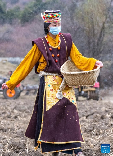 A villager attends a spring ploughing ceremony in Lhari County of Nagqu, southwest China's Tibet Autonomous Region, March 31, 2022.(Photo: Xinhua)