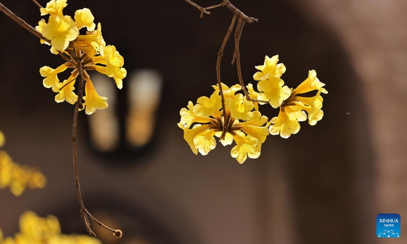 Blooming Tabebuia Chrysantha trees are seen in downtown Beirut, Lebanon, on March 31, 2022.Photo:Xinhua