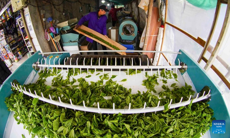 Farmers process tea leaves in Yongjia County of Wenzhou, east China's Zhejiang Province, March 28, 2022. Traditionally, Chinese value tea made from the very first tea sprouts in spring that should be picked up before Qingming Festival, which falls on April 5 this year.(Photo: Xinhua)