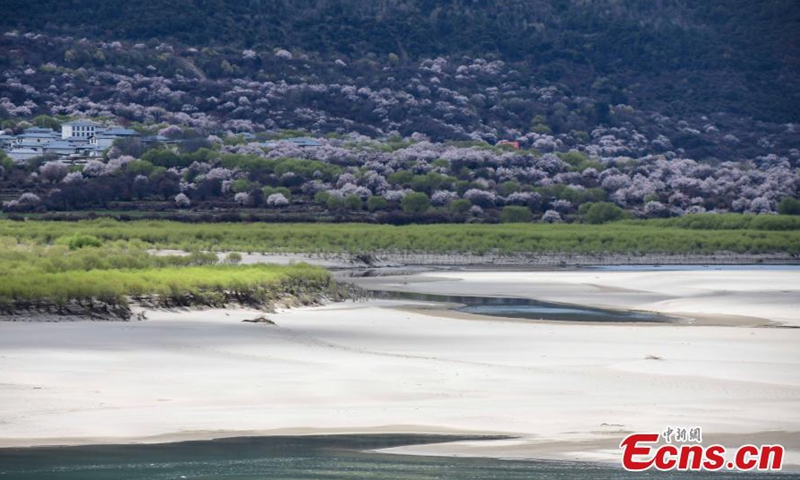 Spring scenery at Yani National Wetland Park in Nyingchi, southwest China's Tibet Autonomous Region. March 31, 2022. The Nyang River is one of the major tributaries of the Yarlung Zangbo River.Photo:China News Service