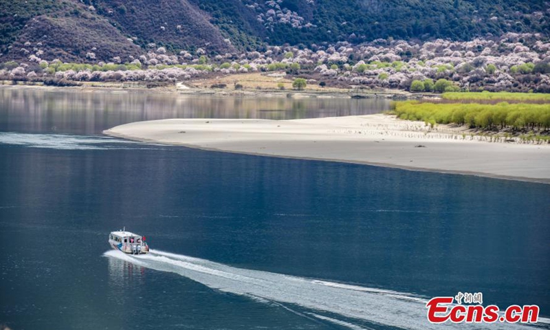 Peach flowers are in full blossom along the Nyang River in Nyingchi, southwest China's Tibet Autonomous Region. March 31, 2022. The Nyang River is one of the major tributaries of the Yarlung Zangbo River.Photo:China News Service