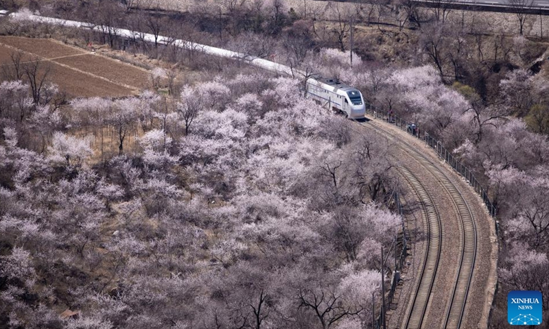 A suburban train runs amid blooming flowers near the Juyongguan section of the Great Wall in Beijing, capital of China, April 2, 2022.Photo:Xinhua