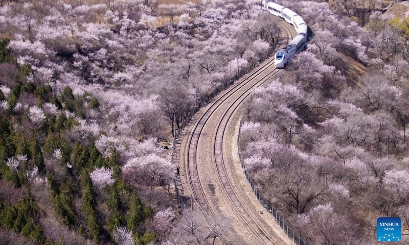 A suburban train runs amid blooming flowers near the Juyongguan section of the Great Wall in Beijing, capital of China, April 2, 2022.Photo:Xinhua