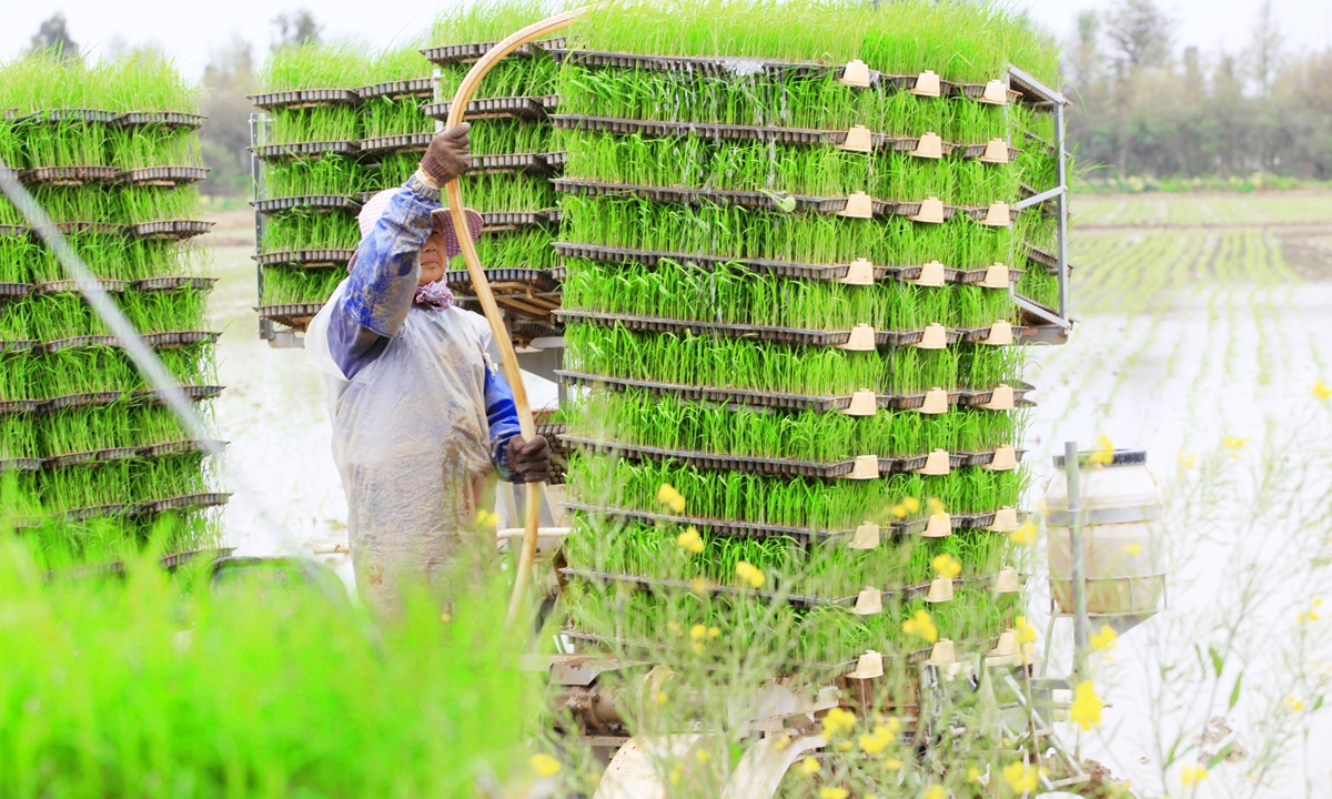 A farmer waters rice seedlings in Taizhou, East China's Zhejiang Province. Photo: VCG