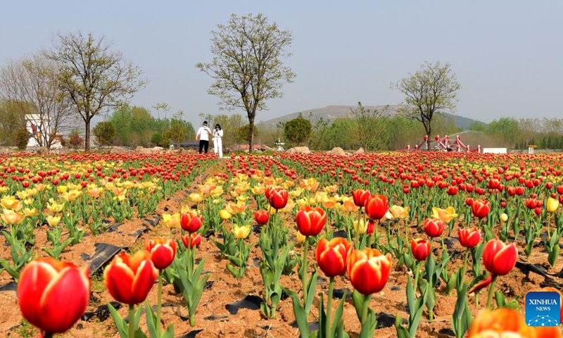 Tourists view tulips at a scenic spot in Suiping County, central China's Henan Procince, April 7, 2022. (Photo: Xinhua)