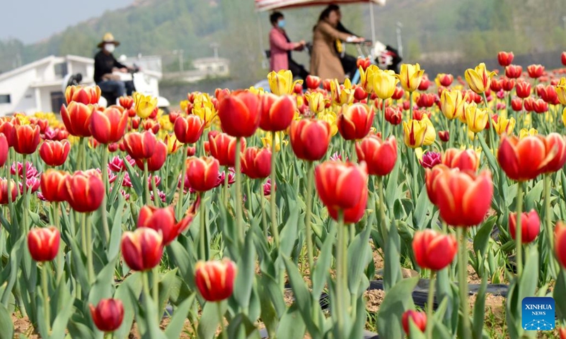 Tourists view tulips at a scenic spot in Suiping County, central China's Henan Procince, April 7, 2022. (Photo: Xinhua)