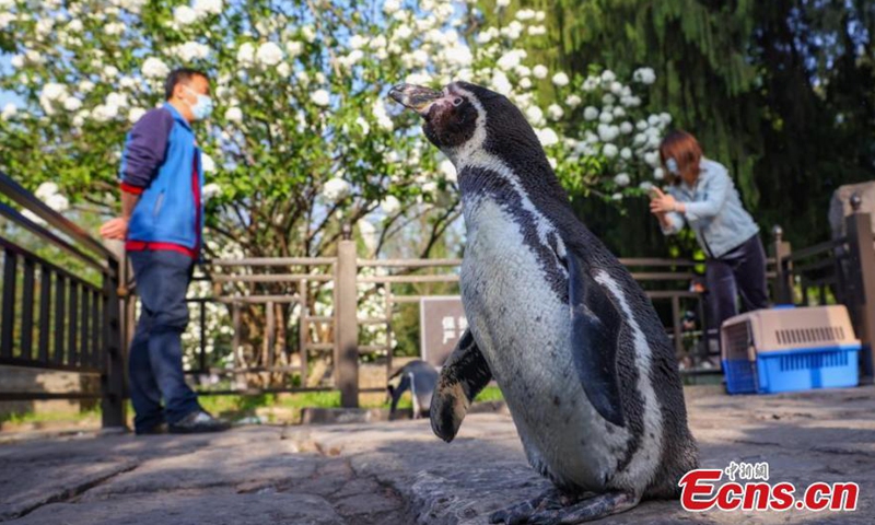 A Humboldt penguin is seen at the Ming Imperial Palace ruins in Nanjing, east China's Jiangsu Province, April 8, 2022.Photo:China News Service