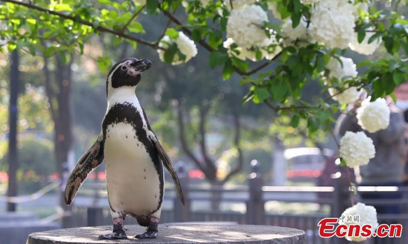A Humboldt penguin stands under hydrangea flowers in Nanjing, east China's Jiangsu Province, April 8, 2022. Two artificially bred Humboldt penguins from Nanjing Underwater World visited the Ming Imperial Palace ruins to enjoy the sunshine on a sunny day in Nanjing.Photo:China News Service