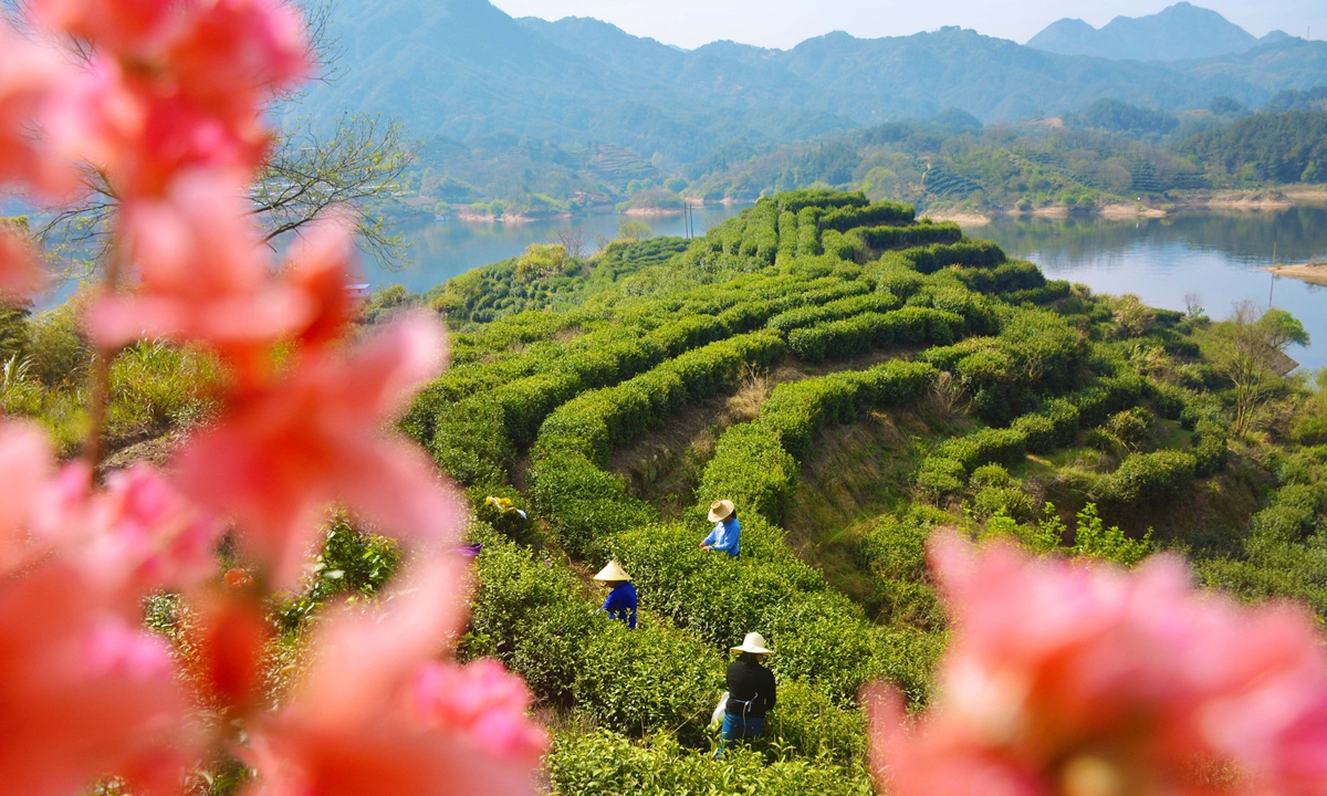 Farmers pick tea at a village in Yuexi county, East China's Anhui Province on April 10, 2022. In recent years, the county has practiced the concept of ecological priority and green development, and made every effort to protect the waters and green mountains, to promote rural revitalization. Photo: cnsphoto