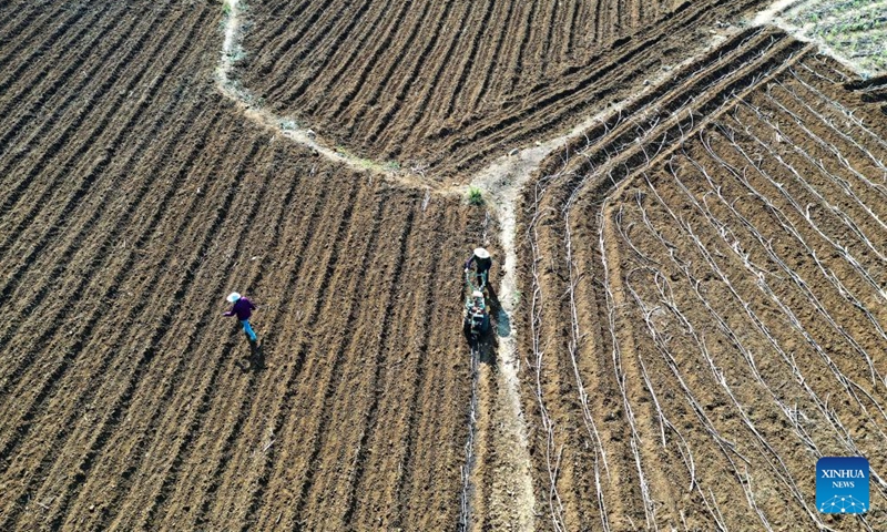 Aerial photo shows farmers working in the sugar cane fields in Dahua Township of Dahua Yao Autonomous County, south China's Guangxi Zhuang Autonomous Region, April 8, 2022.Photo:Xinhua