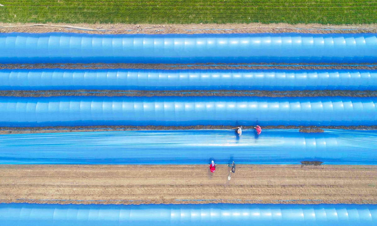 Farmers mulch freshly sown ginger at a village in Tangshan, North China's Hebei Province on April 11, 2022. Farmers in the Fengrun district of the city are seizing the critical spring farming time to plant ginger while doing a good job of epidemic prevention and control. Photo: cnsphoto 