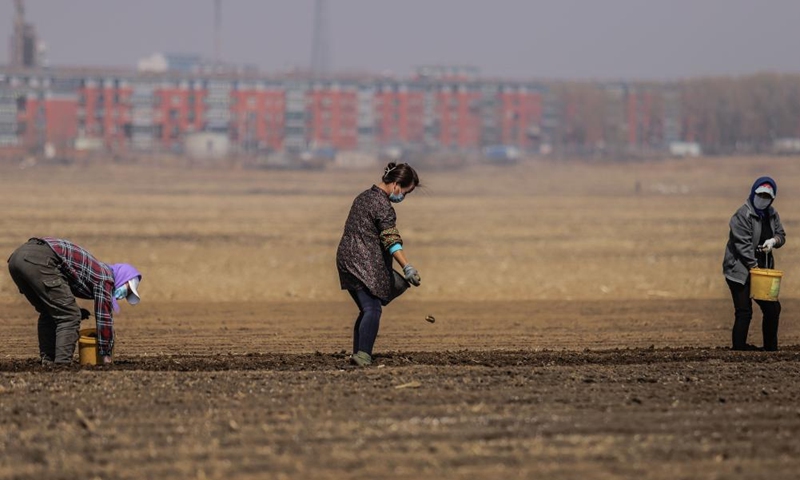 Farmers plant potatoes in Cainiu Town of Tieling County in northeast China's Liaoning Province, April 9, 2022.Photo:Xinhua