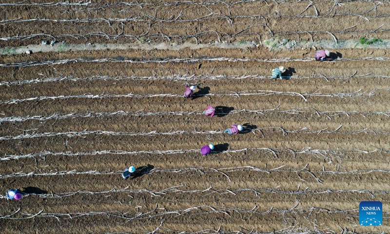 Aerial photo shows farmers working in the sugar cane fields in Dahua Township of Dahua Yao Autonomous County, south China's Guangxi Zhuang Autonomous Region, April 8, 2022.Photo:Xinhua