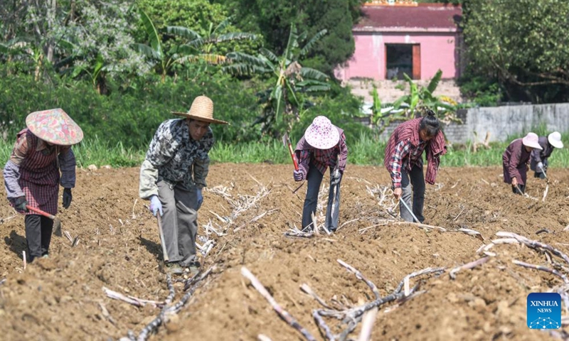 Farmers work in the sugar cane fields in Liangshan Village of Dahua Yao Autonomous County, south China's Guangxi Zhuang Autonomous Region, April 9, 2022.Photo:Xinhua
