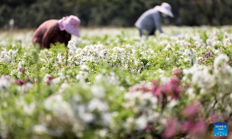 Farmers tend flowers at a flower farm in Tancheng County in Linyi, east China's Shandong Province, April 11, 2022.Farmers across the country are busy with spring farming.(Photo: Xinhua)