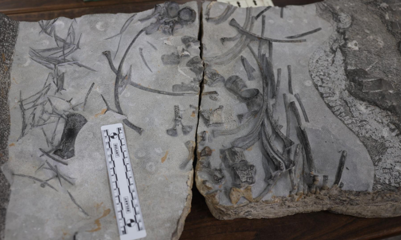 Fossil of Stout Baiseosaurus Photo: China University of Geosciences