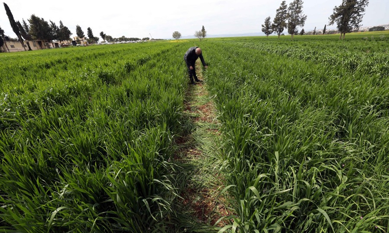 A man checked field crops in the Beit Qad Experimental Station in the West Bank city of Jenin on March 30, 2022.(Photo: Xinhua)