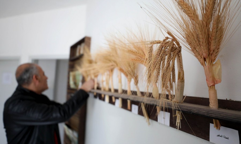 An agricultural engineer works at the West Bank-based Seed Bank in the city of Jenin on March 30, 2022.(Photo: Xinhua)