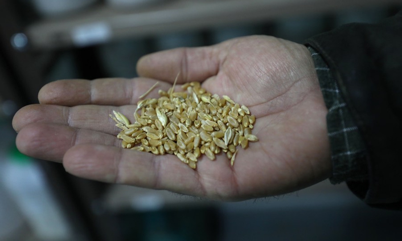 An agricultural engineer held a handful of crops at the West Bank-based Seed Bank in the city of Jenin on March 30, 2022.(Photo: Xinhua)
