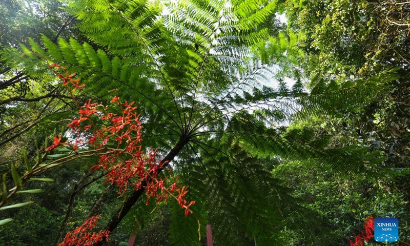 Photo taken on April 12, 2022 shows the Wuzhishan section of the Hainan Tropical Rainforest National Park in Wuzhishan, south China's Hainan Province. The Hainan Tropical Rainforest National Park, one of the first group of designated national parks in China, spans nine cities and counties in south China's Hainan Province, covering a total area of over 4,000 square km. It is home to the most concentrated and well-preserved tropical rainforests in China.(Photo: Xinhua)