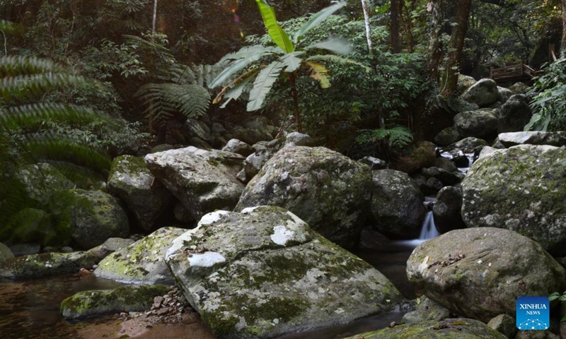 Photo taken on April 12, 2022 shows the Wuzhishan section of the Hainan Tropical Rainforest National Park in Wuzhishan, south China's Hainan Province. The Hainan Tropical Rainforest National Park, one of the first group of designated national parks in China, spans nine cities and counties in south China's Hainan Province, covering a total area of over 4,000 square km. It is home to the most concentrated and well-preserved tropical rainforests in China.(Photo: Xinhua)
