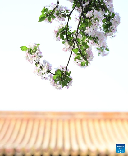 Photo taken on April 13, 2022 shows begonia flowers in the Palace Museum, also known as the Forbidden City, in Beijing, capital of China.(Photo: Xinhua)