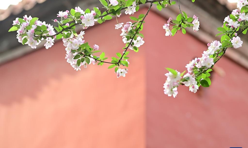 Photo taken on April 13, 2022 shows begonia flowers in the Palace Museum, also known as the Forbidden City, in Beijing, capital of China.(Photo: Xinhua)