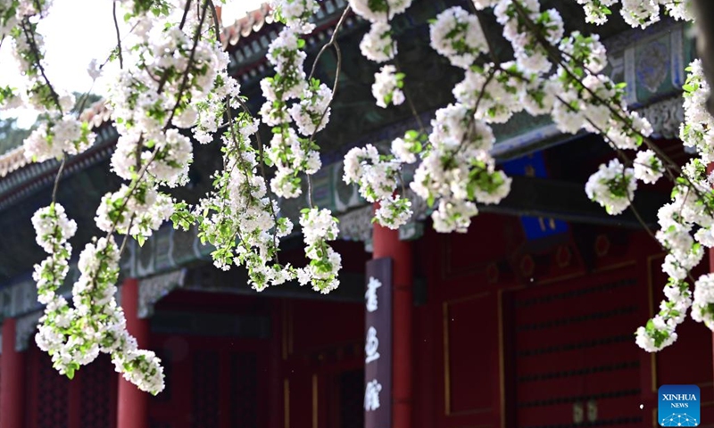Photo taken on April 13, 2022 shows begonia flowers in the Palace Museum, also known as the Forbidden City, in Beijing, capital of China.(Photo: Xinhua)